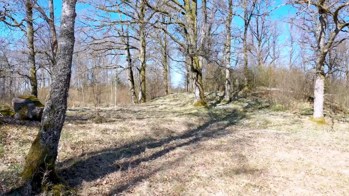 Stillbild ur filmen: stora lövträd på en kulle i vårsol